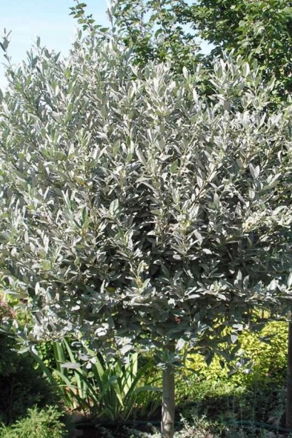 Salix helvetica (ball on shtamb)